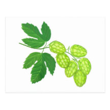 L'houblon fleurit la carte postale