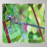 Libellule bleue affiches