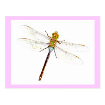 Libellule Carte Postale