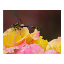 Libellule Carte Postale