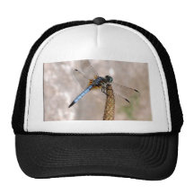 Libellule ! casquette