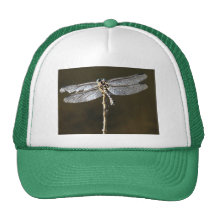 Libellule Casquettes
