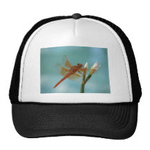 Libellule Casquettes De Camionneur