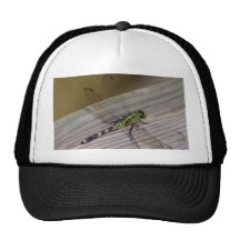 Libellule d'insecte casquette