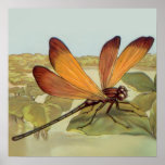 Libellule d'or