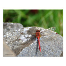 libellule du rouge 11X14 Photographes