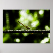 libellule poster