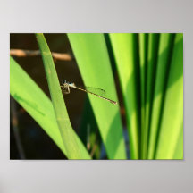 Libellule Posters