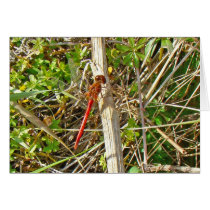 Libellule rouge minuscule en novembre