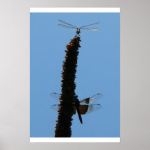 Libellules Affiches