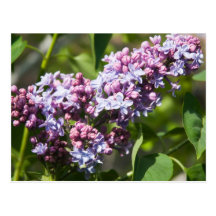 Lilas Carte Postale