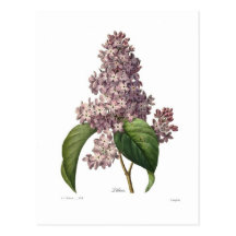 Lilas Cartes Postales