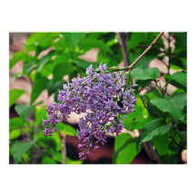 Lilas Cartons D'invitation