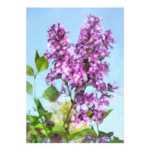 Lilas contre le ciel bristol