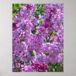 Lilas de ressort poster
