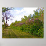 Lilas de ressort poster