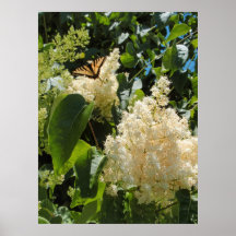Lilas japonais et papillon posters