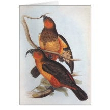 L'Île Norfolk Kaka - Nestor productus Cartes