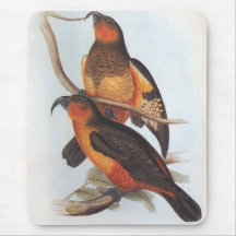 L'Île Norfolk Kaka - Nestor productus Tapis De Souris
