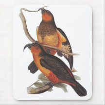 L'Île Norfolk Kaka - Nestor productus Tapis De Souris