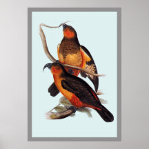 L'Île Norfolk Kaka Posters