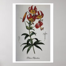 Lilium antique Superbum de dessin Posters