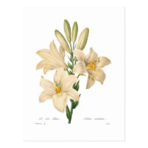Lilium candidum cartes postales