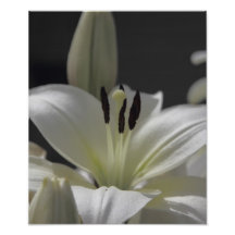 Lilly Photographe
