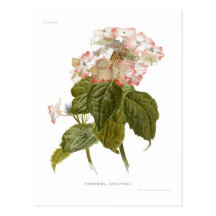 Lindleyana d'hortensia carte postale