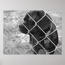 Lion : Chien de Puggle Affiches