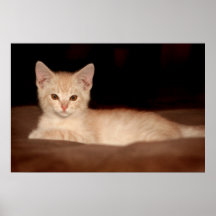 Lion le lion affiche