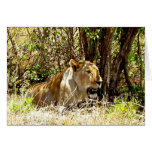 LIONNE AU KENYA AFRIQUE CARTES DE VŒUX