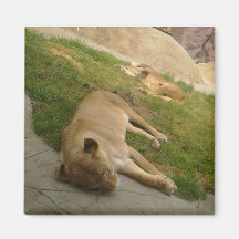 Lions africains de sommeil aimant
