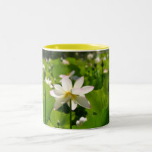 Lis aux Poblanos de visibilité directe Tasse