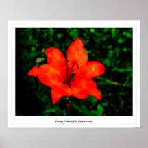 Lis de couleur orange (luminescent) affiches
