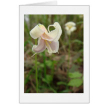 Lis de fleur sauvage carte de vœux
