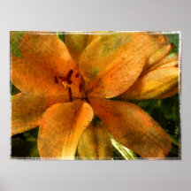 Lis orange - copie posters