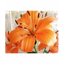 Lis oranges : Fleurs : T-shirts
