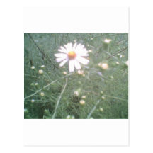 LittleDaisy Cartes Postales