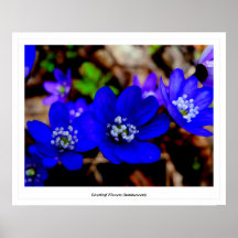 Liverleaf fleurit (luminescent) affiche