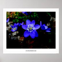 Liverleaf (luminescent) posters