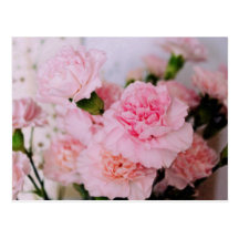 l'oeillet rose fleurit la photographie vintage de  cartes postales