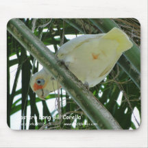 Long Bill oriental Corella Tapis De Souris