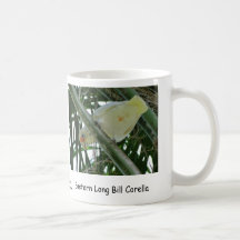 Long Bill oriental Corella Tasses À Café