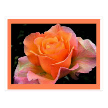 l'orange noire s'est levée carte postale