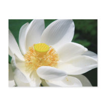 Lotus blanc cartes postales