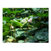 Lotus dans le fossé cartes postales