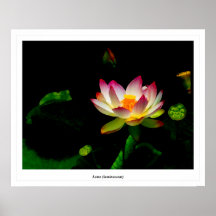 Lotus (luminescent) posters