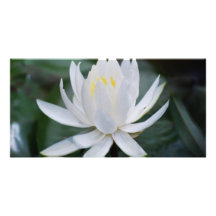 Lotus ou nénuphar et signification photocartes personnalisées