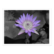 Lotus pourpre hawaïen carte postale